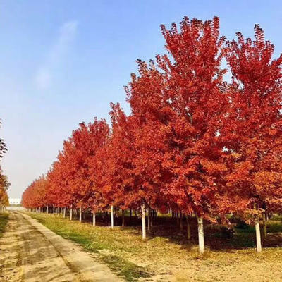 森林木红枫-17公分美国红枫树价格-18公分美国红枫树